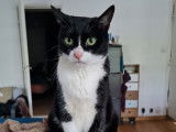 Chat noir et blanc à adopter
