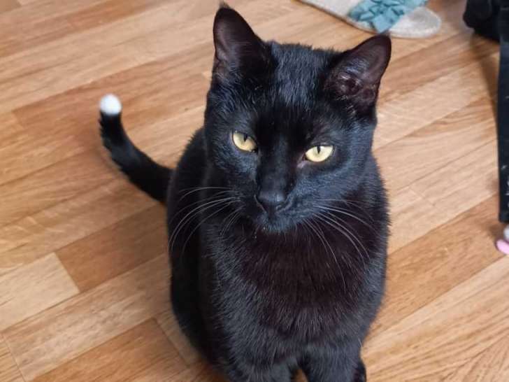 Disponible à l'adoption : chat d'un an