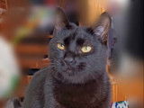 Disponible à l'adoption : chat d'un an