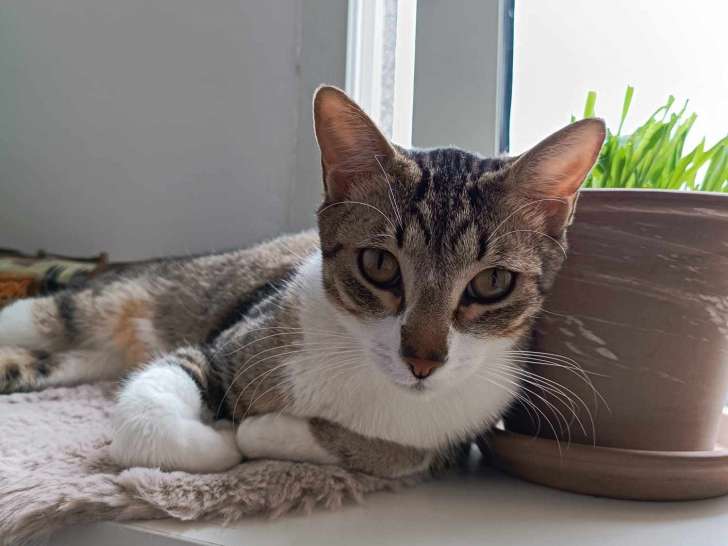 Chat âgé d'un an prêt pour l'adoption