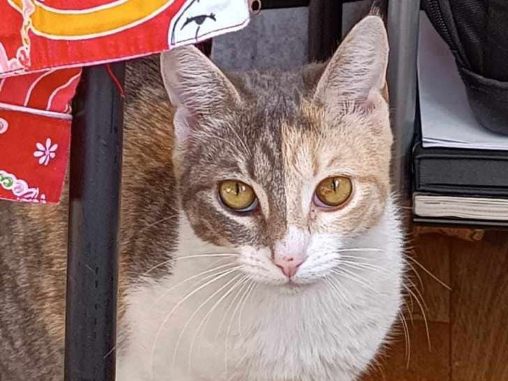 En attente d'un foyer aimant : chatte d'un an