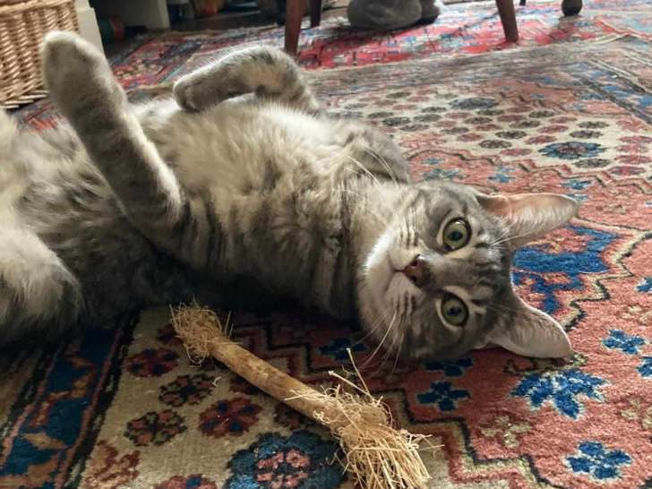 Chatte d'un an à accueillir