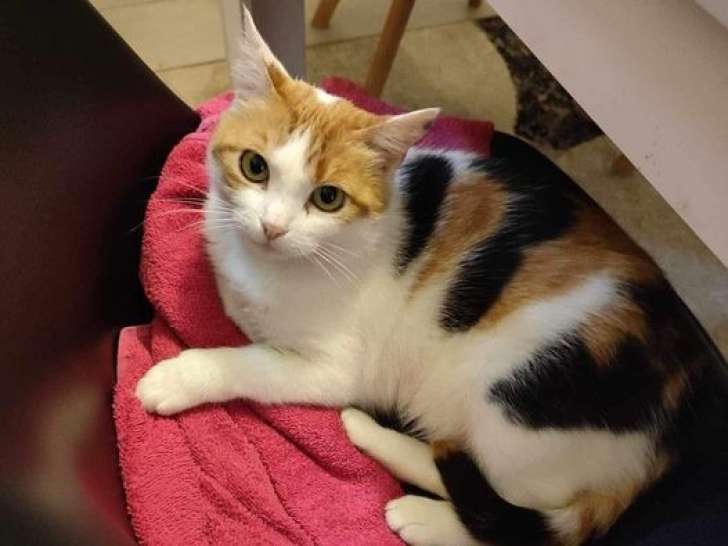 En quête d’un foyer : chatte tricolore