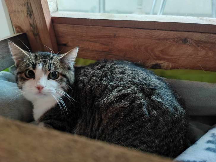 Chatte tigrée blanche à la recherche d'une famille