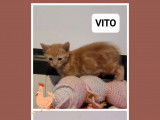 Disponible à l'adoption : chaton mâle d’un mois
