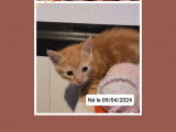 Disponible à l'adoption : chaton mâle d’un mois