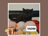 Prêt pour l’adoption : chaton mâle noir