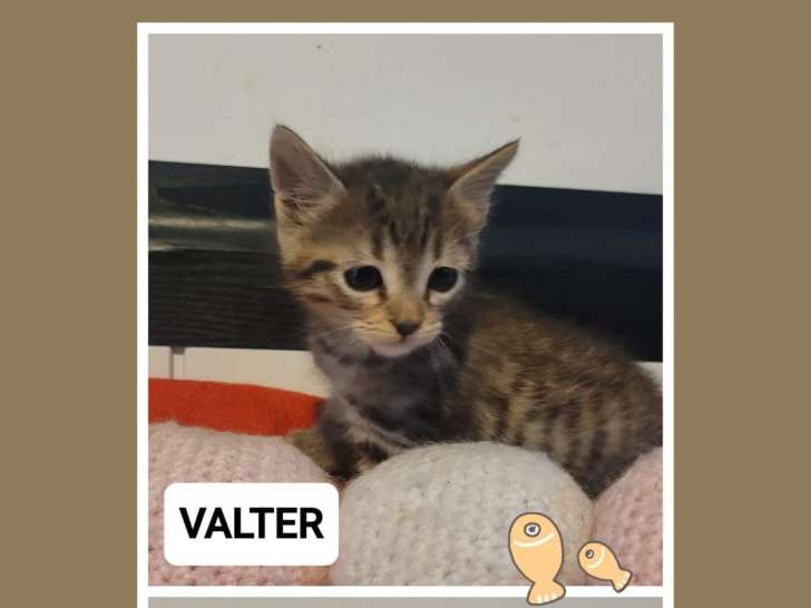 En attente d'un foyer convivial : chaton mâle
