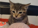 En attente d'un foyer convivial : chaton mâle