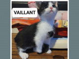 Chaton mâle noir et blanc disponible à l'adoption