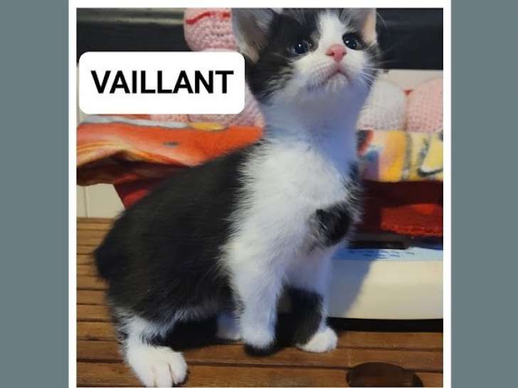 Chaton mâle noir et blanc disponible à l'adoption