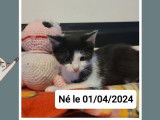 Chaton mâle noir et blanc disponible à l'adoption