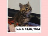 Chatonne tigrée prête pour l'adoption
