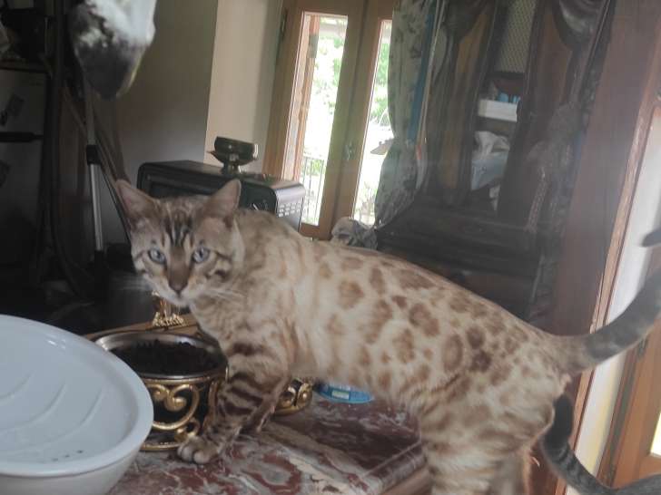 Bengal mâle de 1 an à vendre