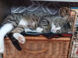 Chat mâle tigré blanc adulte à adopter
