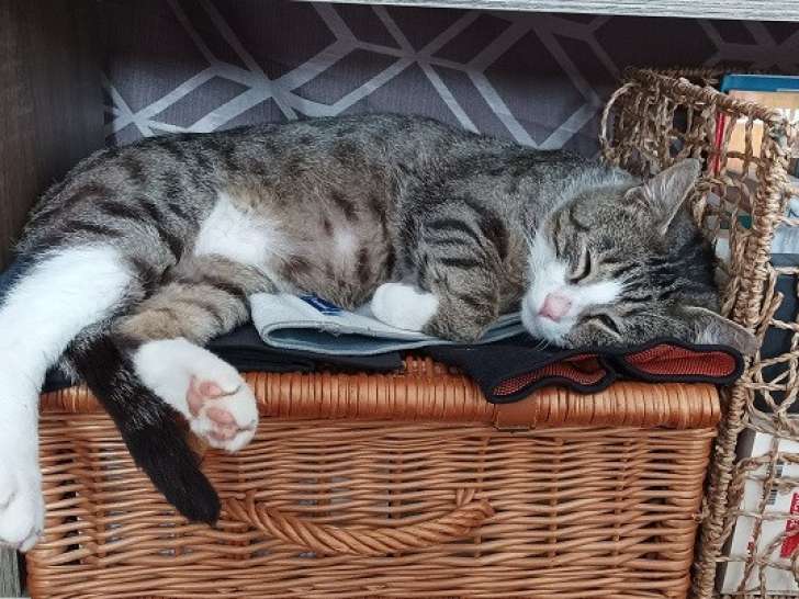Chat mâle tigré blanc adulte à adopter