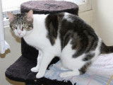 Chat mâle adulte à adopter