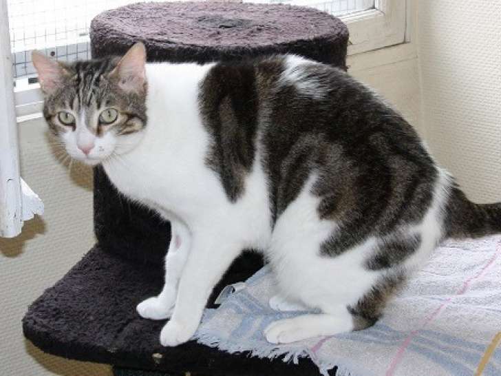 Chat mâle adulte à adopter
