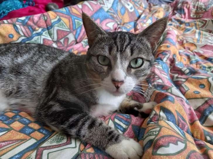 En attente d’adoption, chat âgé d’un an