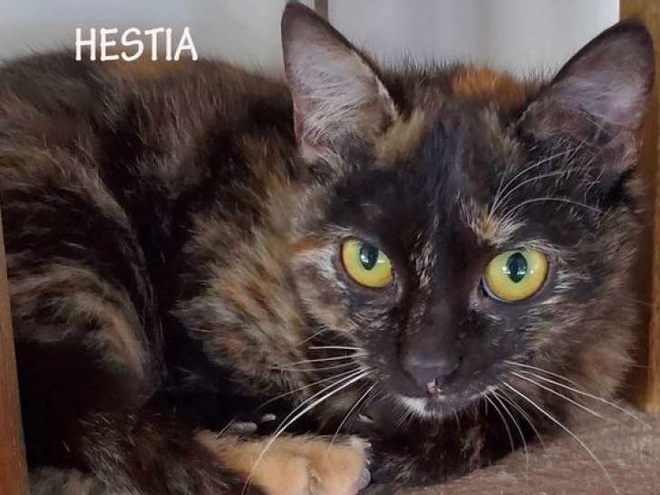 En attente d'adoption : chatte âgée d'un an
