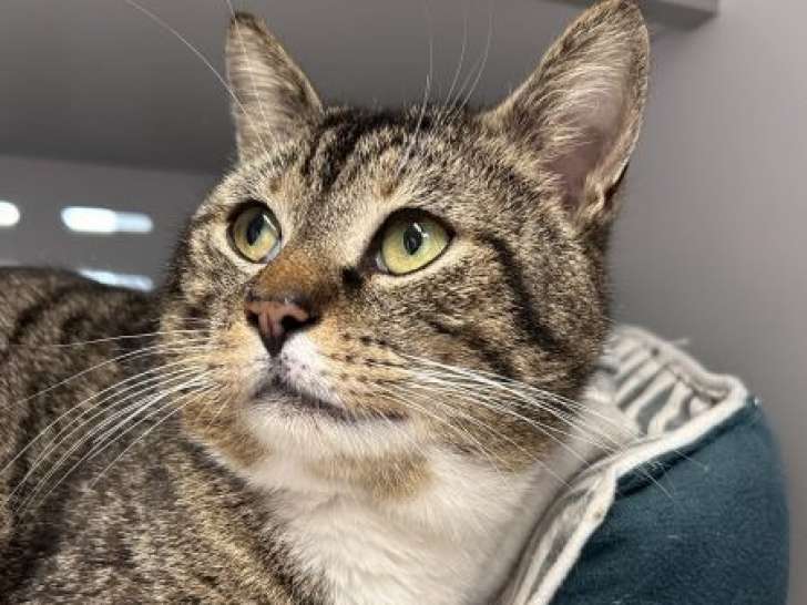 À la recherche d'un foyer : chat âgé de 7 ans