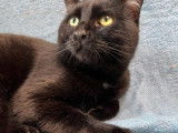 Chat au pelage noir à adopter