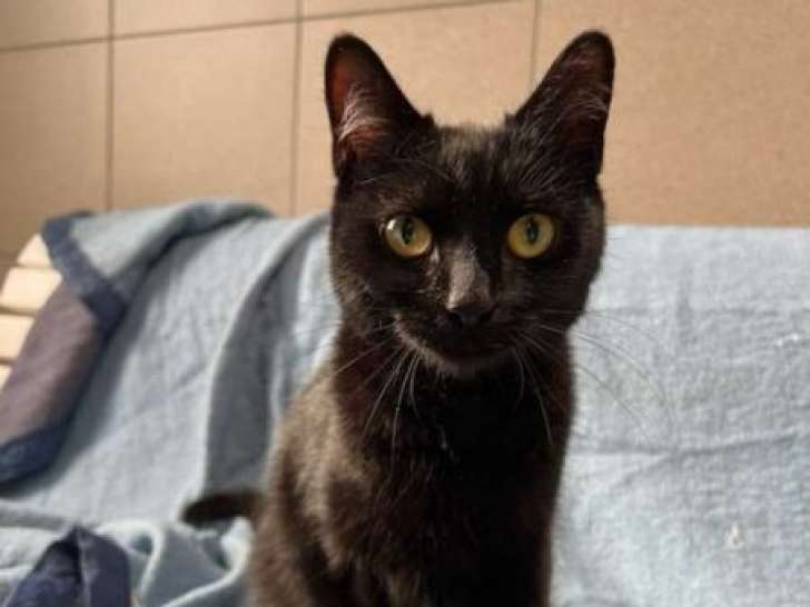 Chatte de 2 ans disponible à l'adoption