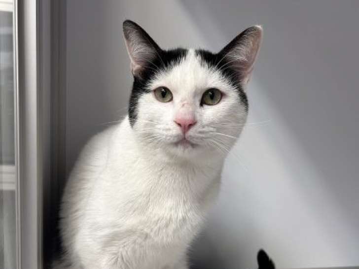 Chat noir et blanc en attente d'adoption