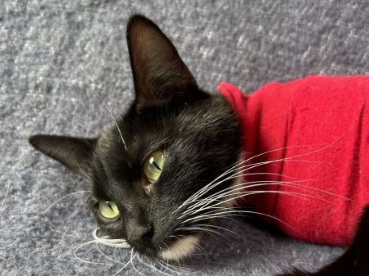 Chatte de 5 ans disponible à l'adoption