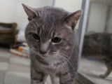 À adopter : chat de couleur grise