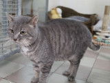 À adopter : chat de couleur grise