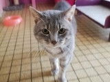 À adopter : chat de couleur grise