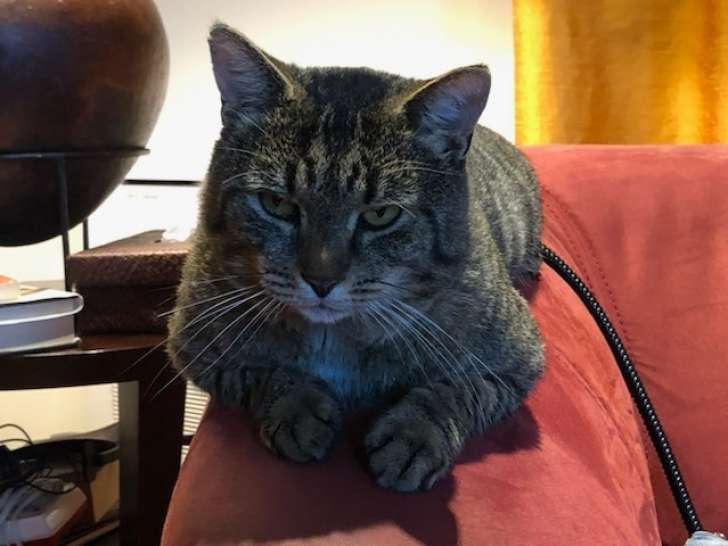Disponible à l'adoption, chat tigré gris