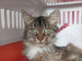 À adopter, chatte tigrée
