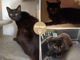 En attente d’adoption, chatte noire