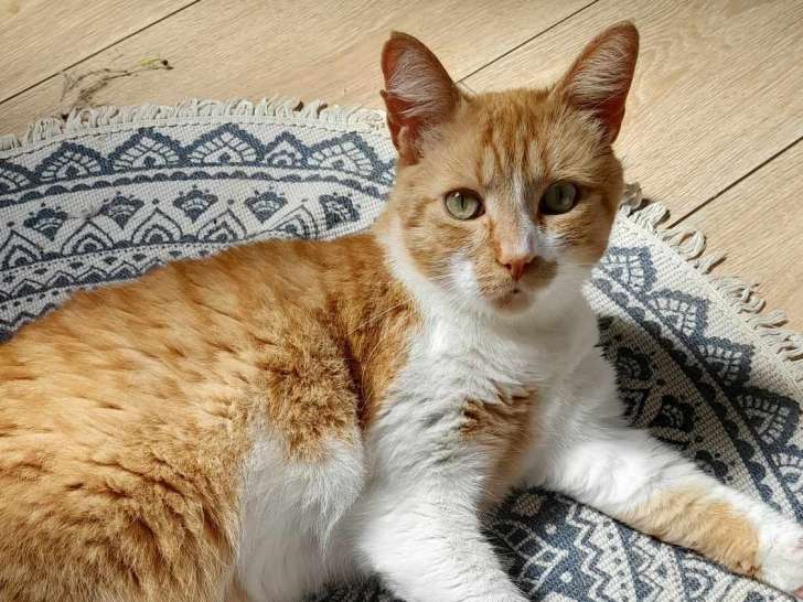 À la recherche d'un foyer : chat âgé de 3 ans