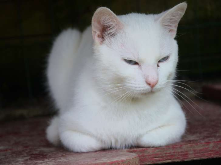 Disponible à l'adoption : chat au pelage blanc