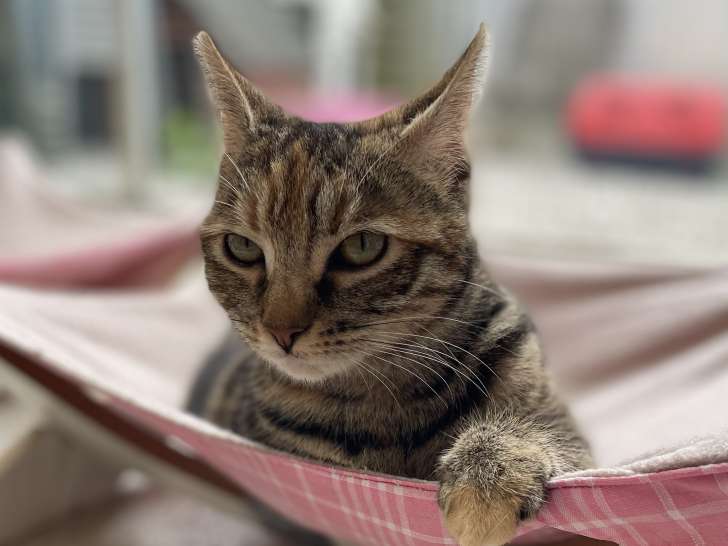 En attente d'adoption : chatte tigré gris