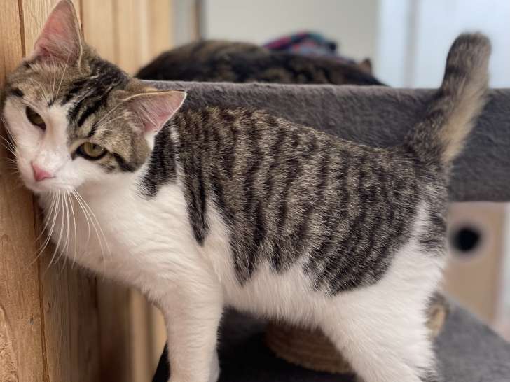 Chaton mâle à la recherche d'une famille
