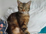 Chaton femelle à adopter