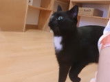 Chatte d’un an disponible à l’adoption