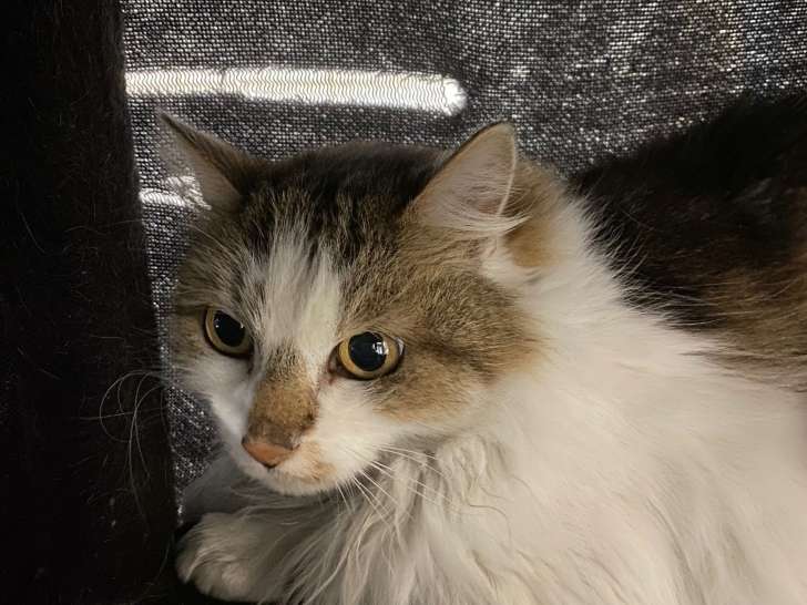À adopter : chatte de 3 ans