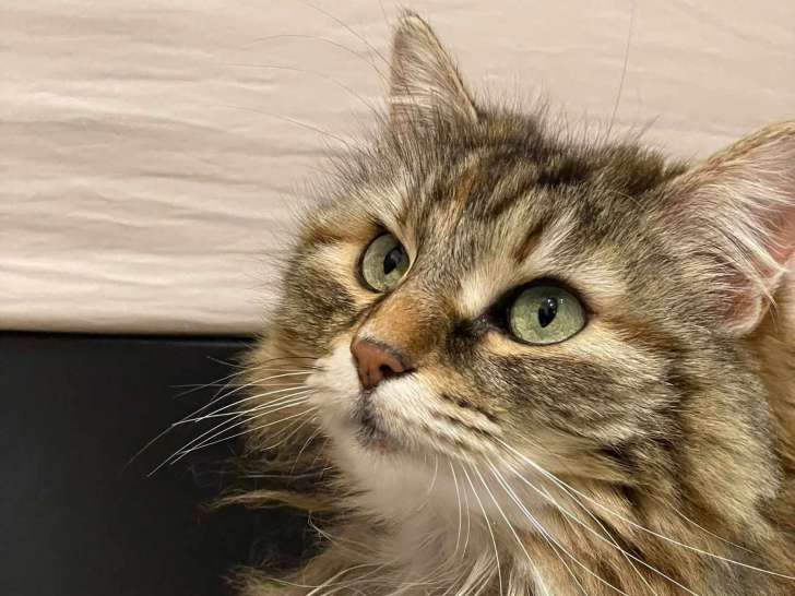 Chatte de 6 ans disponible à l'adoption
