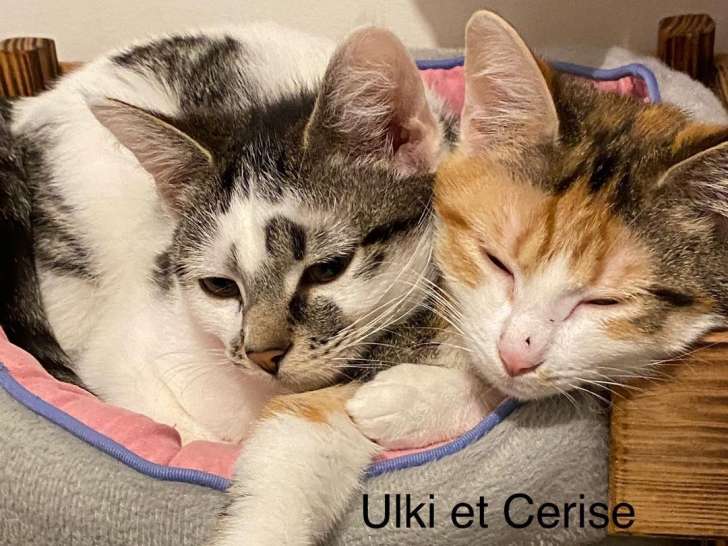 Chaton mâle gris et blanc en attente d'adoption