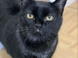 Chatte noire à la recherche d'un foyer
