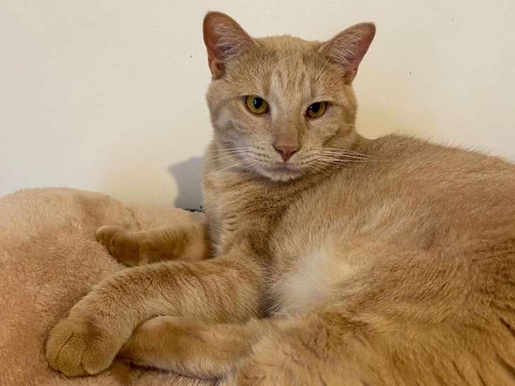 À adopter, chat roux