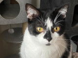 En attente d'adoption, chatte âgée de 2 ans