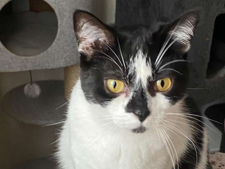 En attente d'adoption, chatte âgée de 2 ans