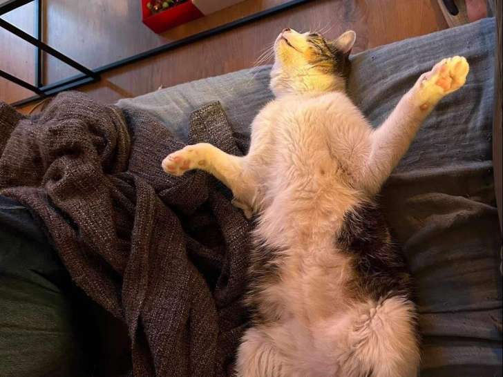 Disponible à l'adoption, chat gris et blanc