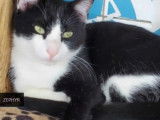 À adopter : chat noir et blanc